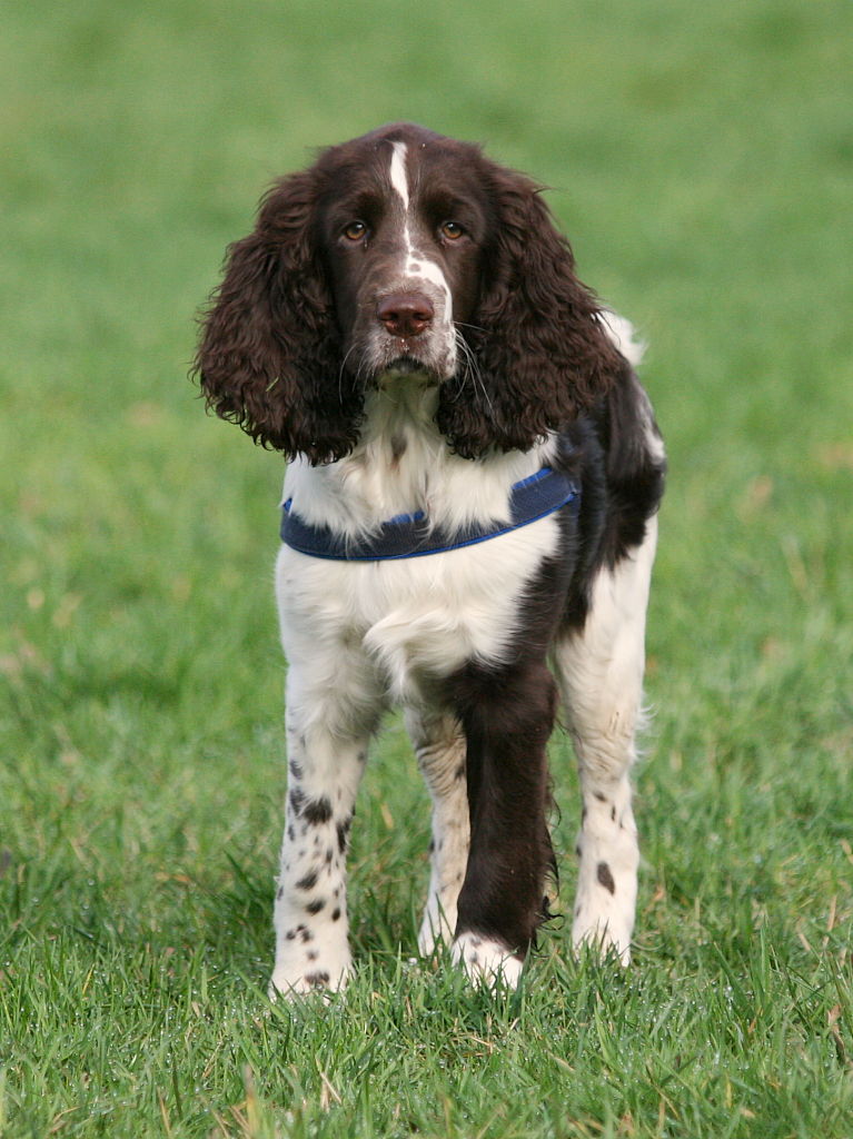 English Springer Spaniel dog