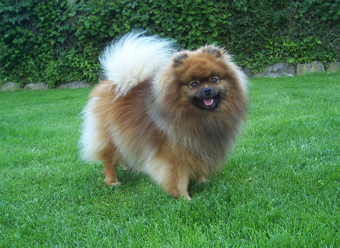 Pomeranian dog