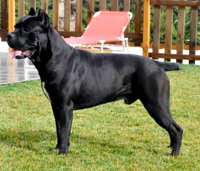 Cane Corso dog
