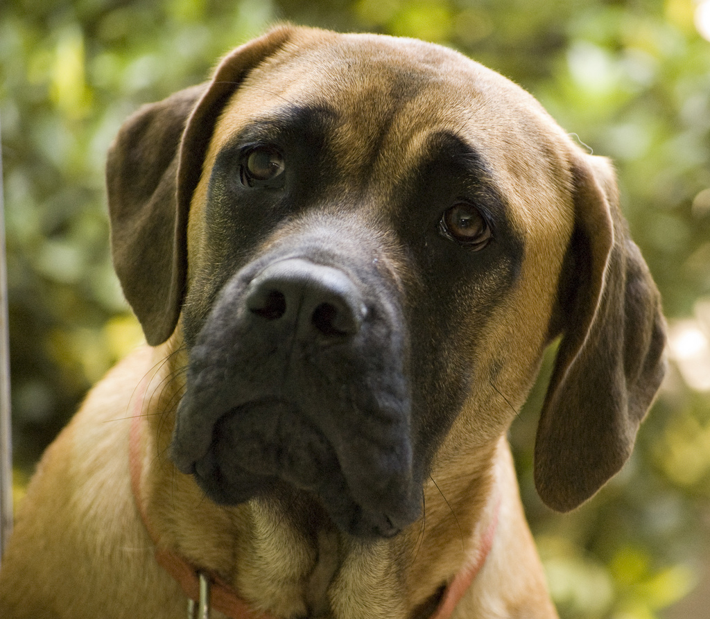 Mastiff dog