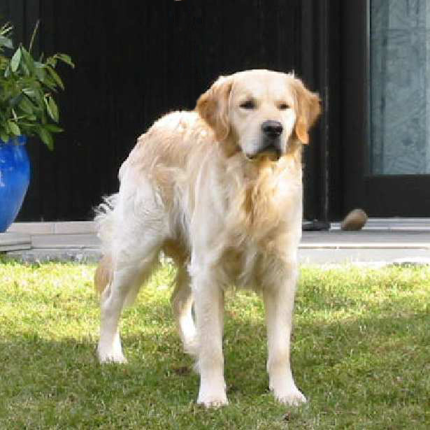 Golden Retriever dog
