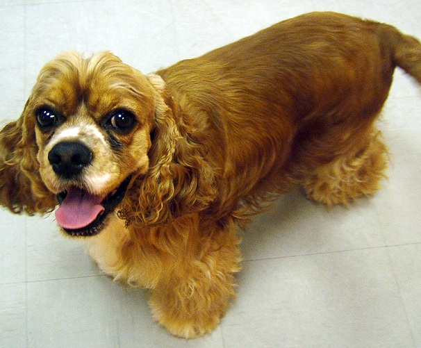 Cocker Spaniel dog