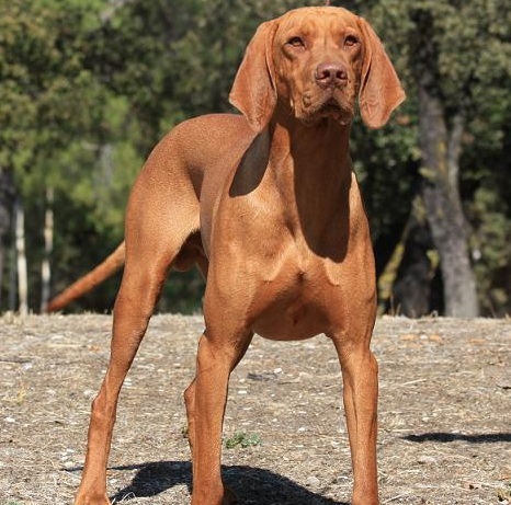Vizsla dog