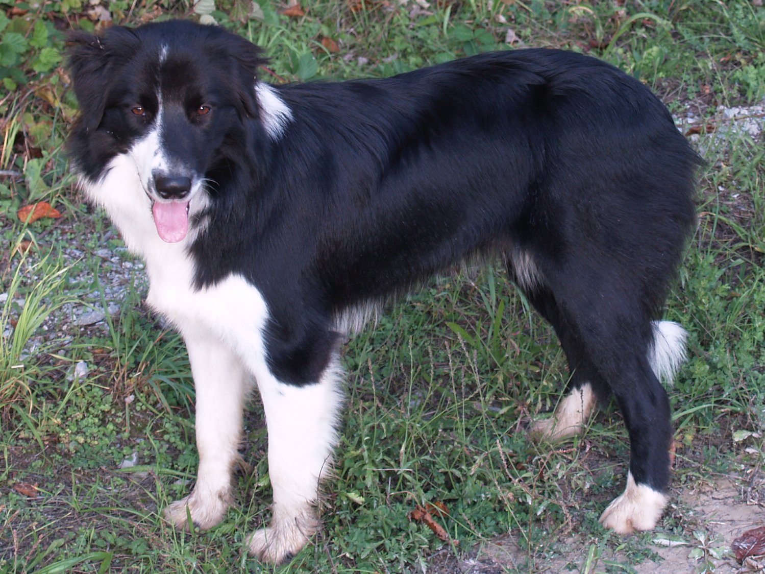 Border Collie dog