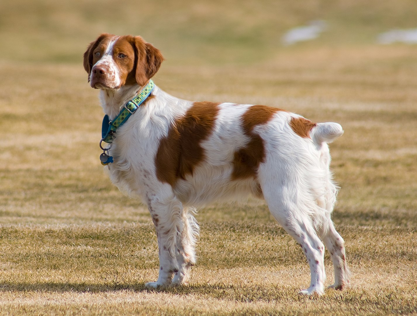 Brittany dog
