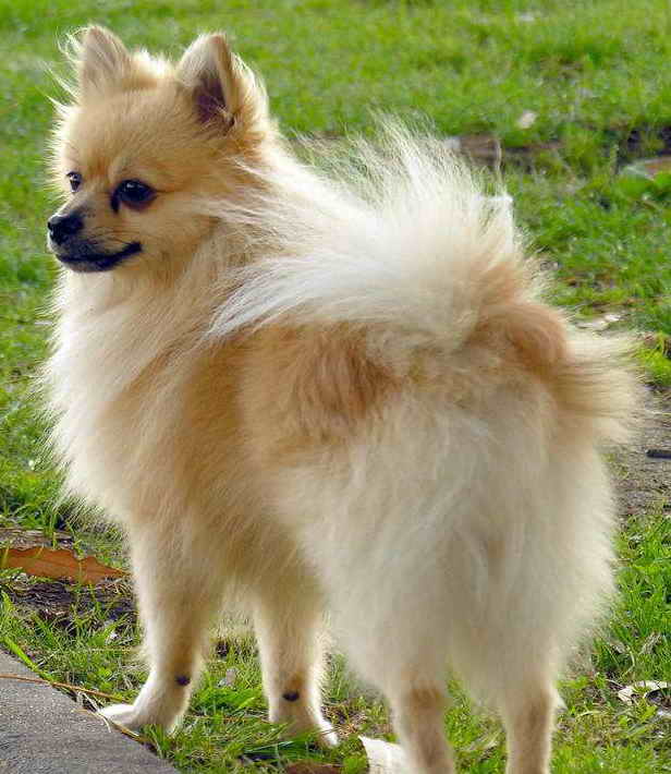 Chihuahua dog