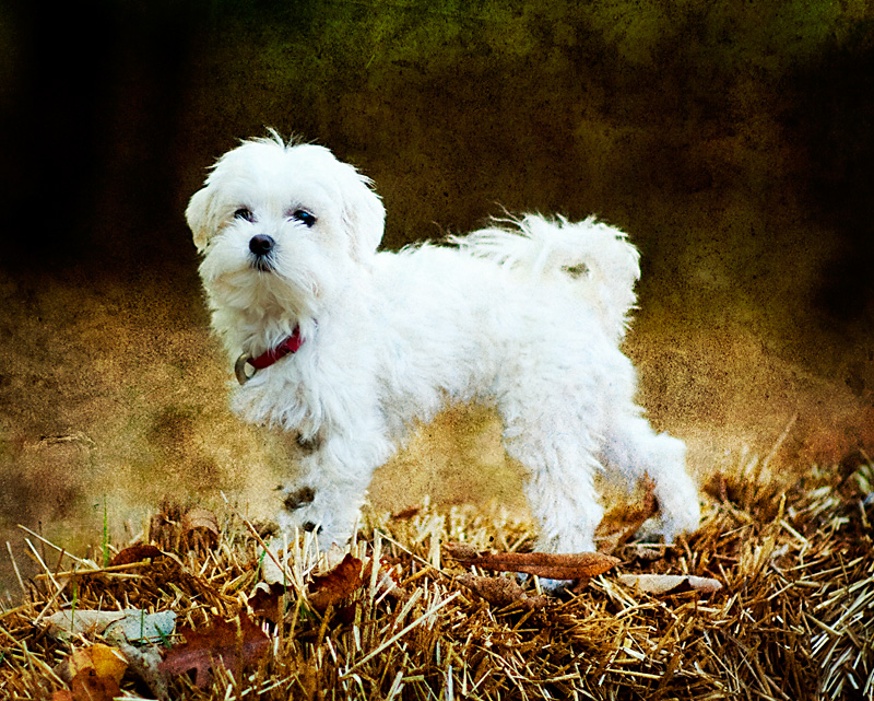 Maltese dog
