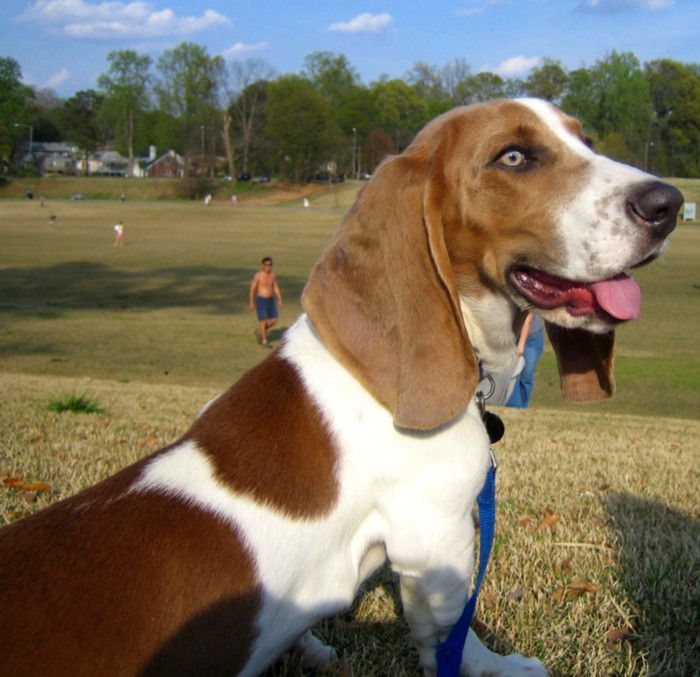 Basset Hound dog