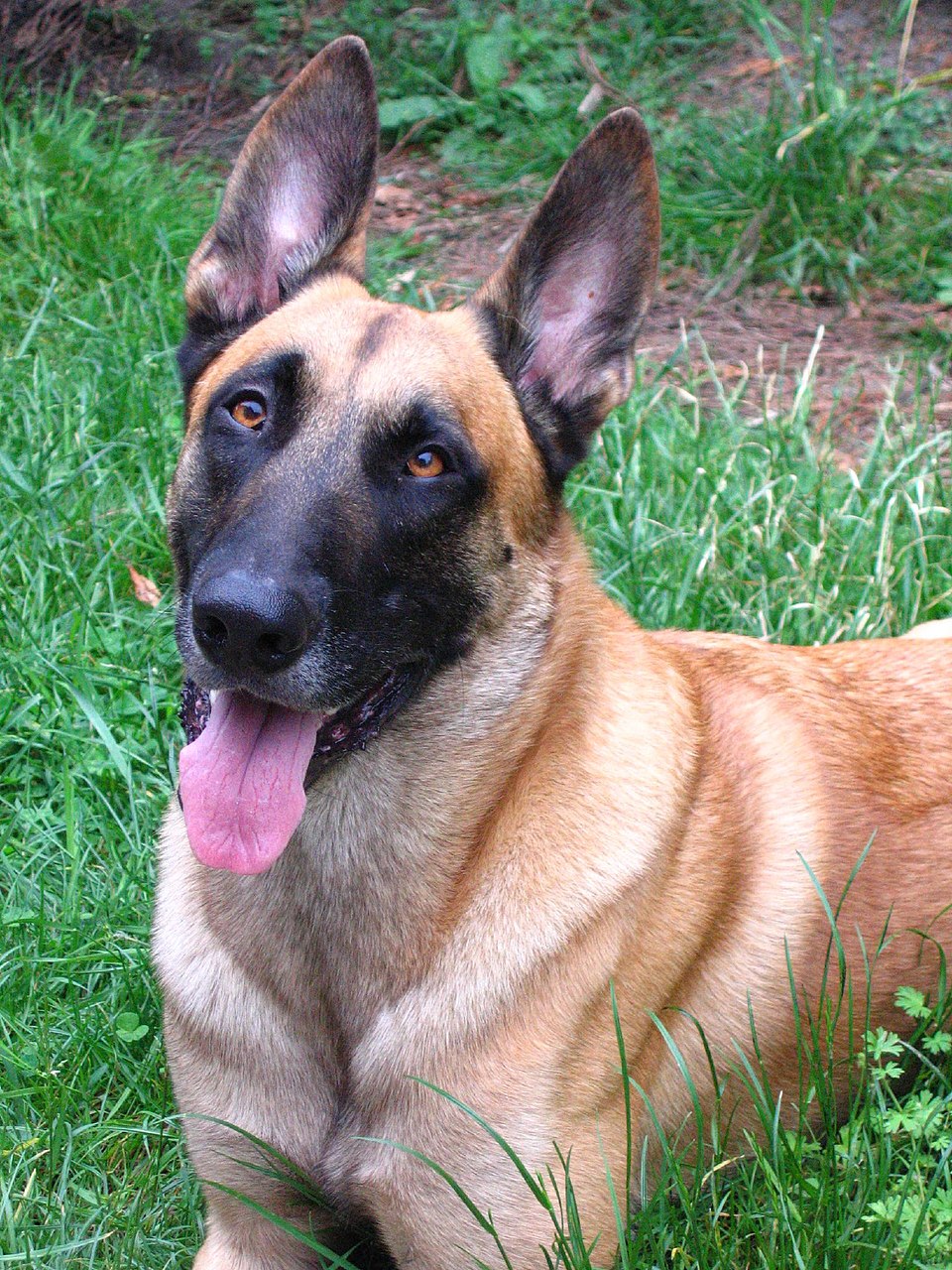 Belgian Malinois dog