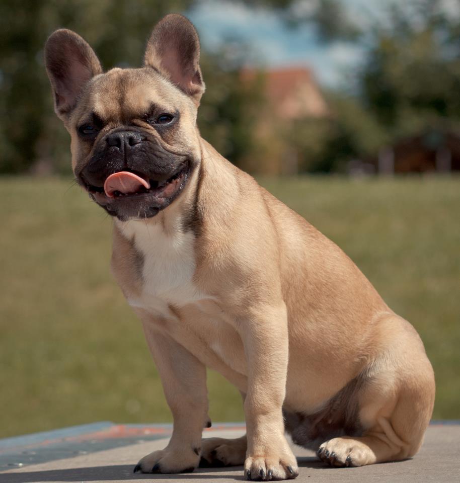 French Bulldog dog