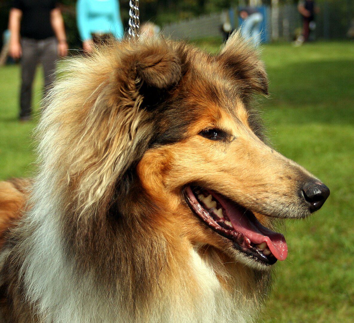 Collie dog