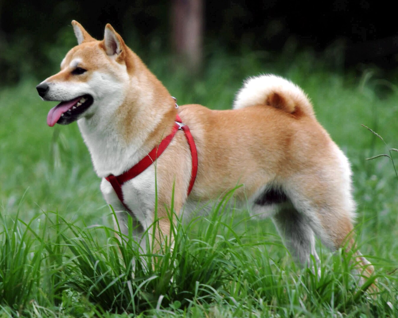 Shiba Inu dog