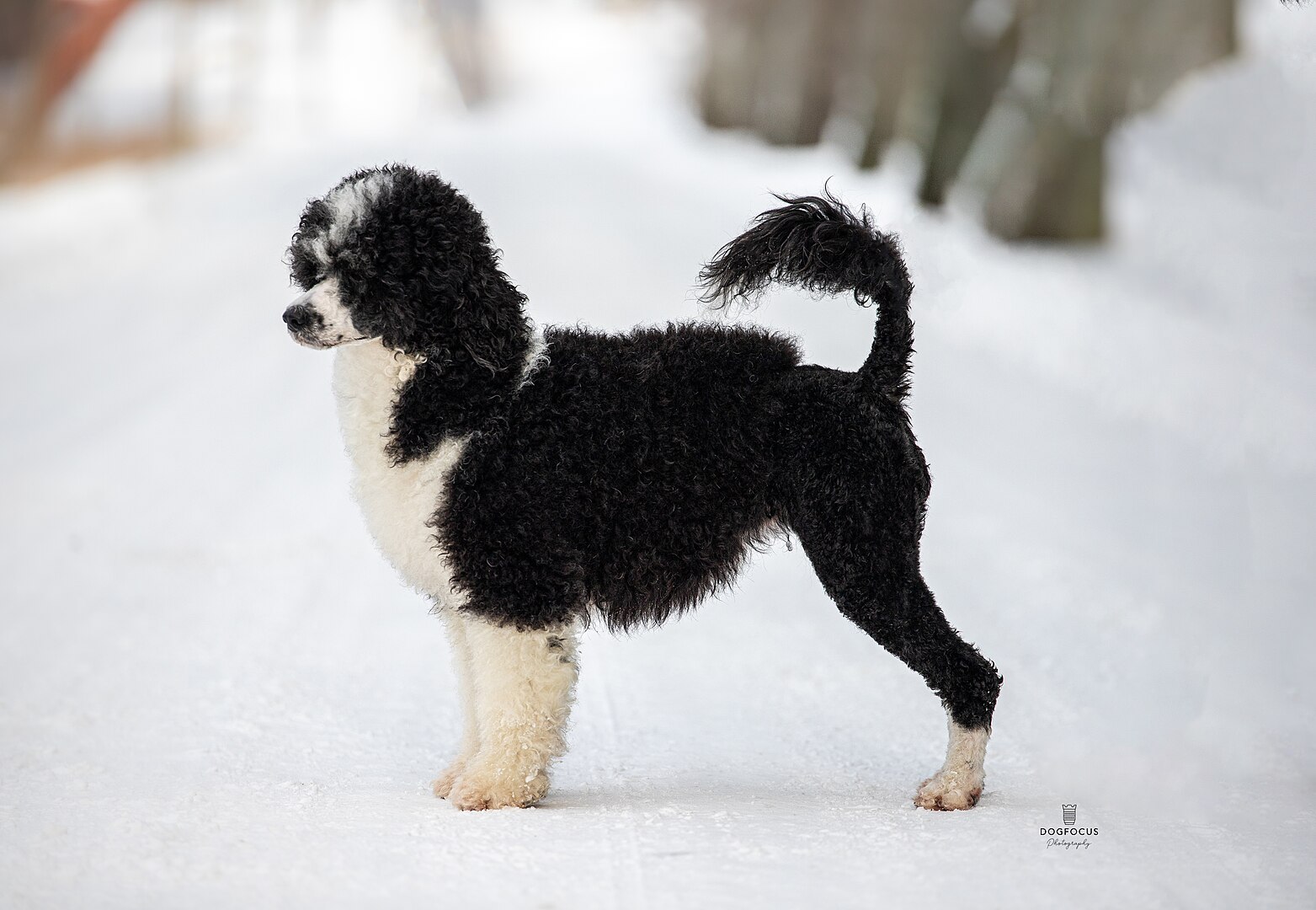 Portuguese Water Dog