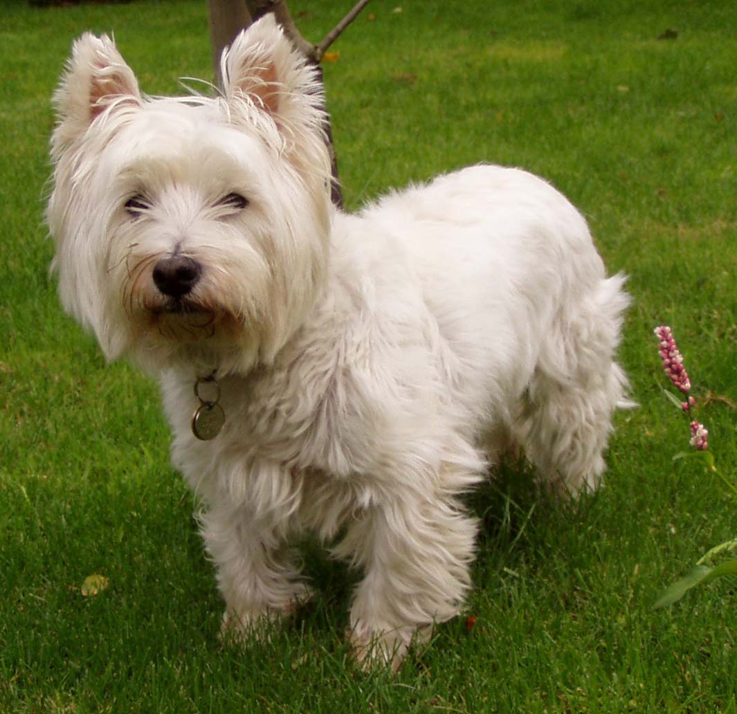 West Highland White Terrier dog