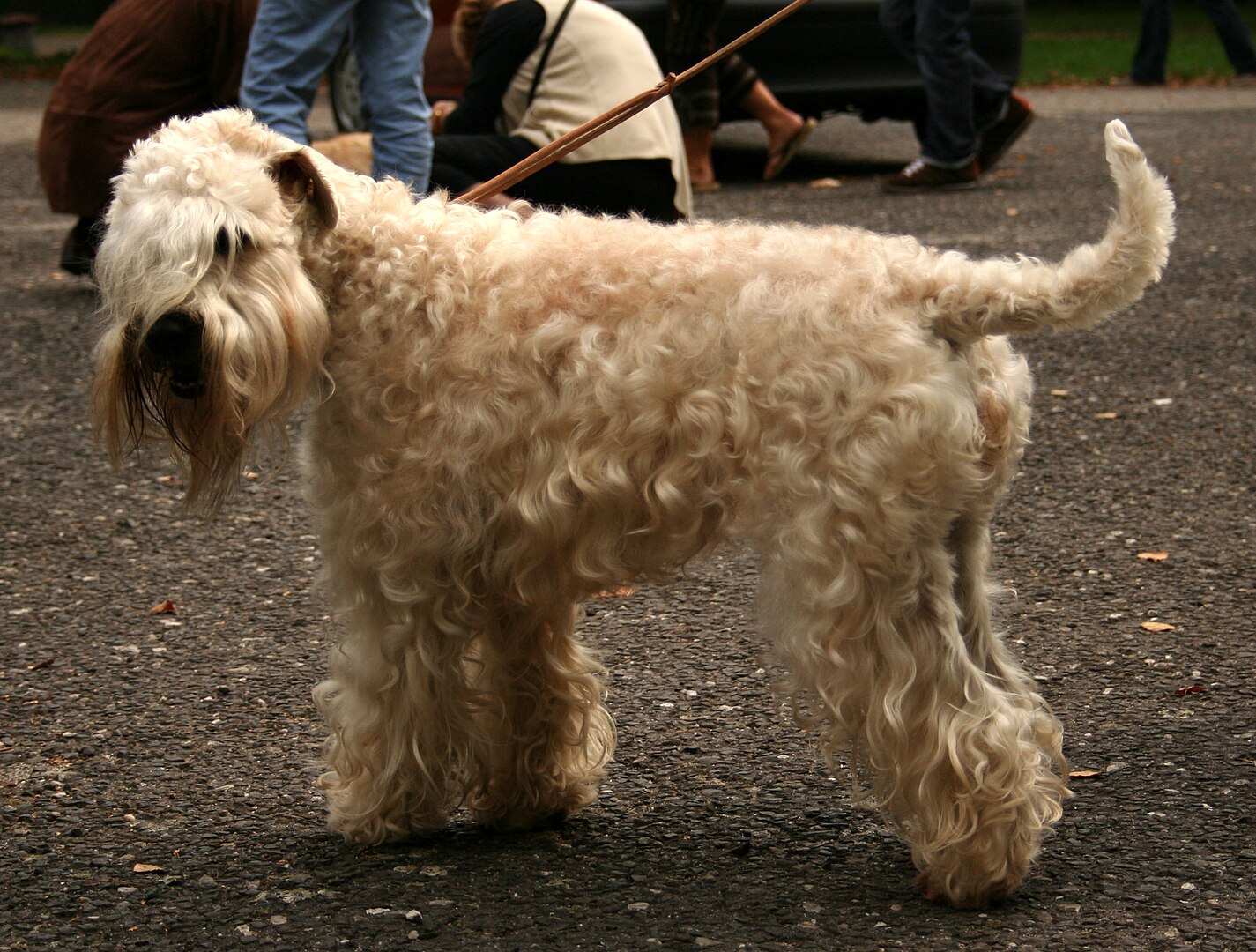Soft Coated Wheaten Terrier dog