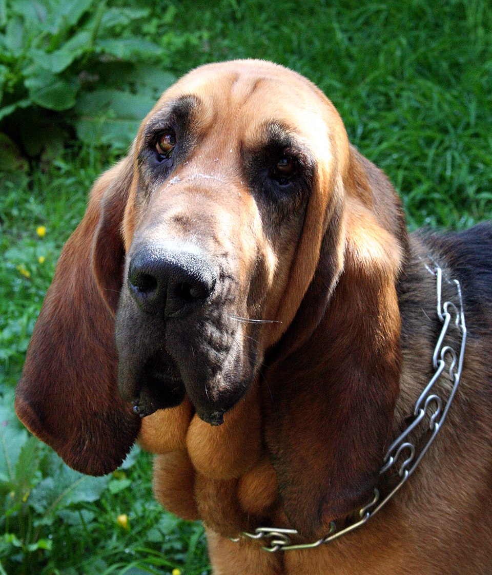 Bloodhound dog
