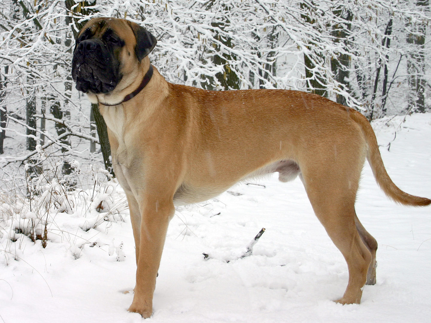 Bullmastiff dog