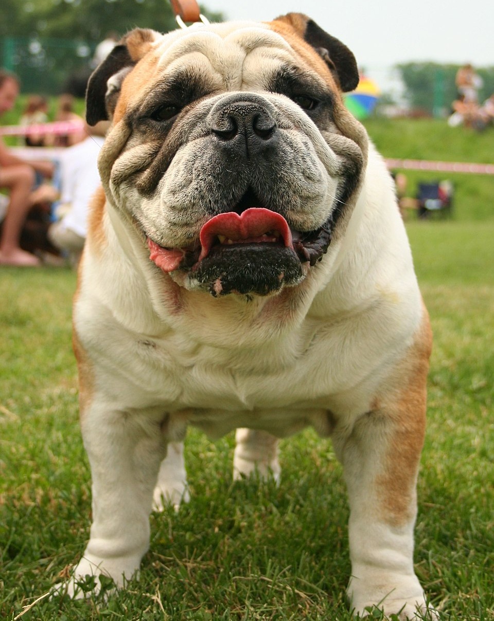 Bulldog dog