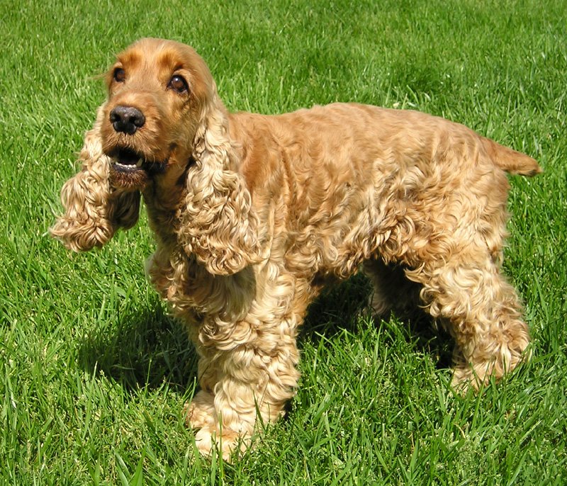 English Cocker Spaniel dog