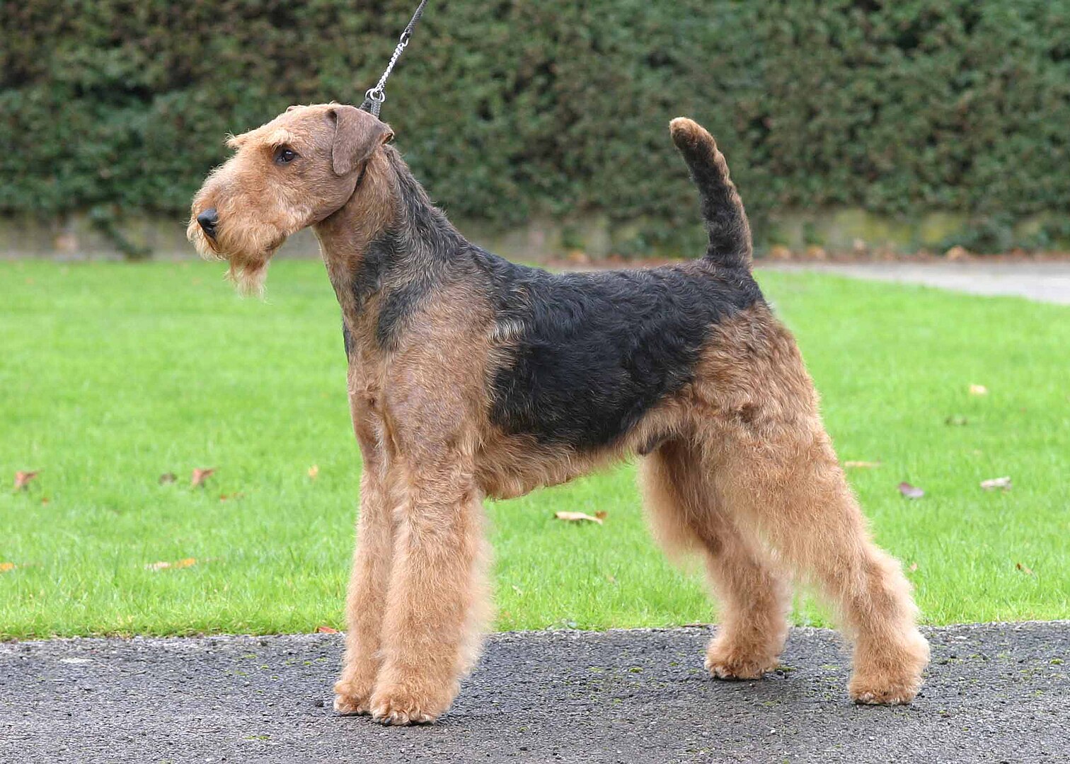 Airedale Terrier dog
