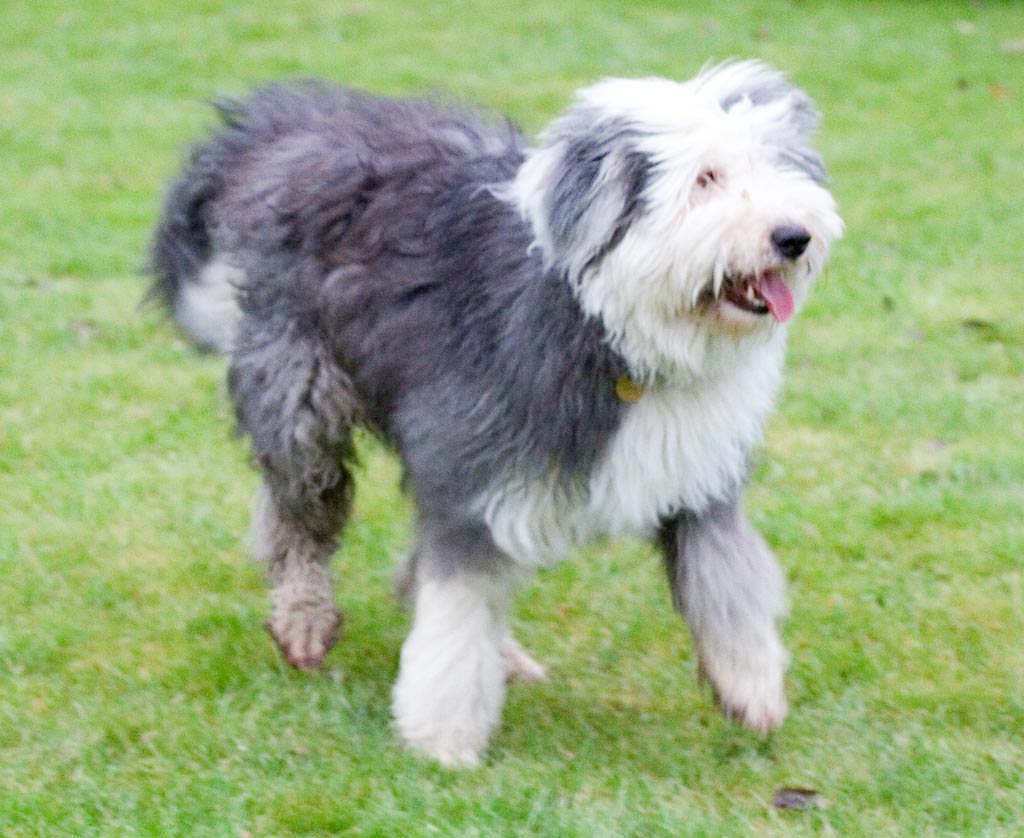 Old English Sheepdog dog