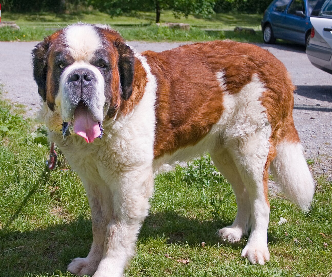 Saint Bernard dog