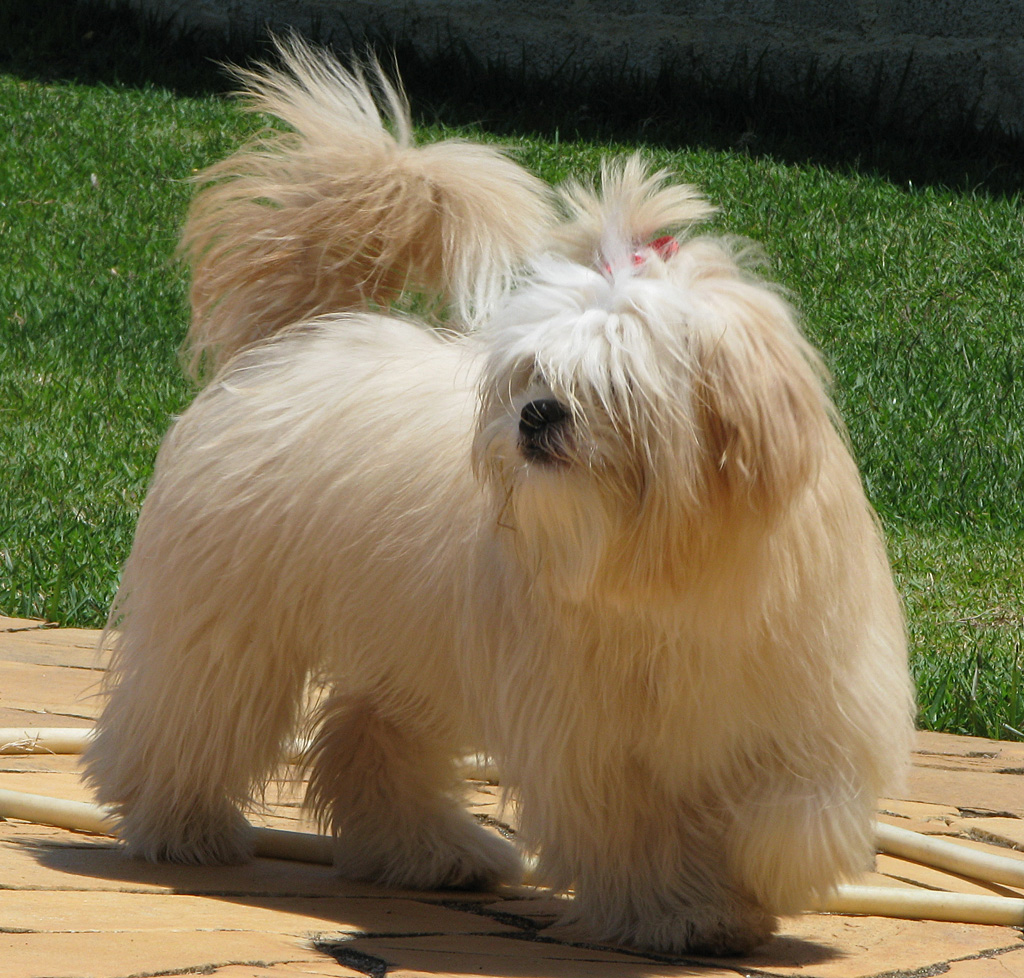 Lhasa Apso dog
