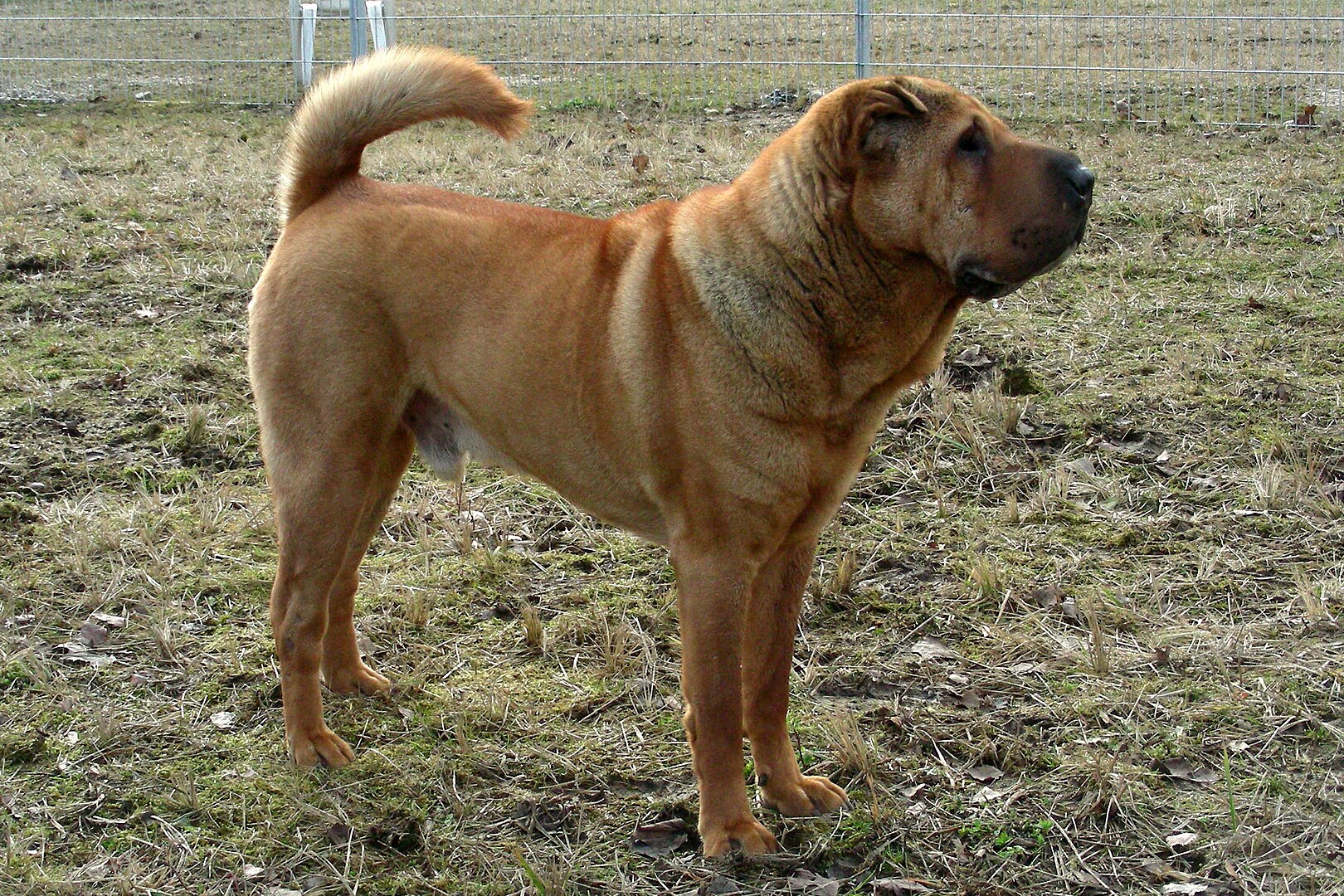 Chinese Shar-Pei