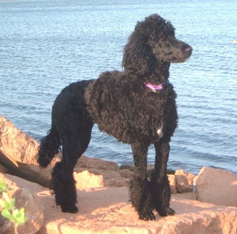 Poodle dog