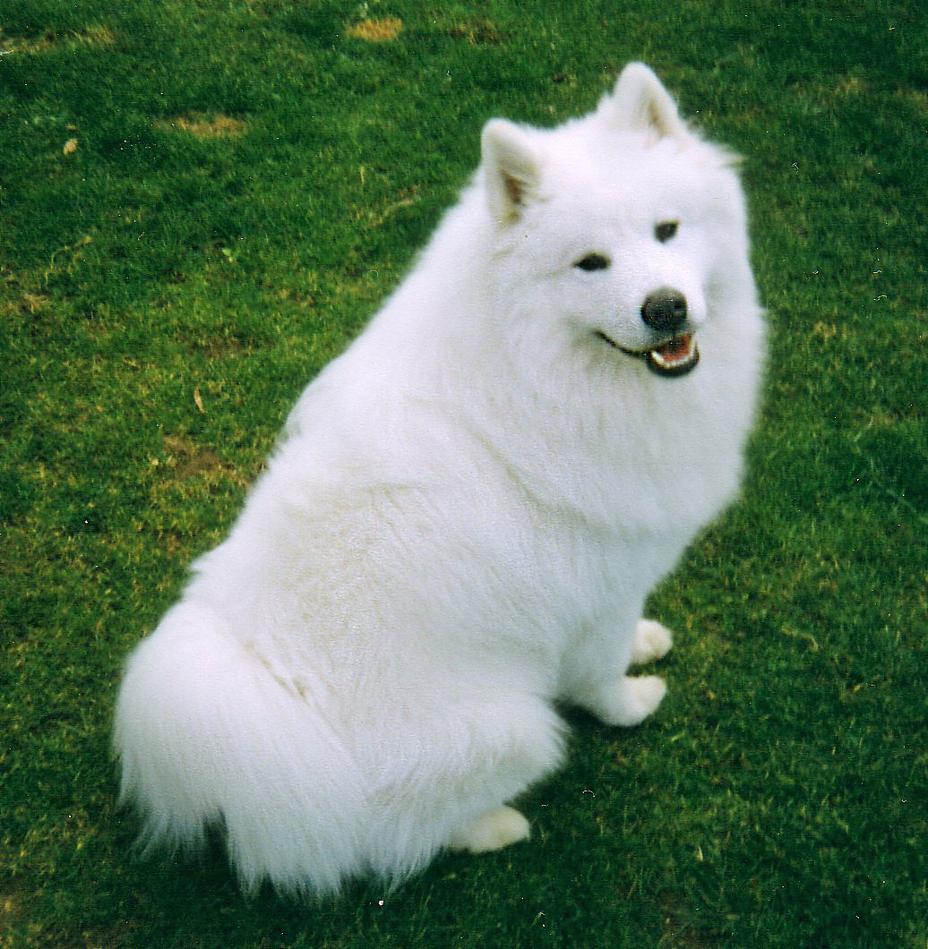 Samoyed dog