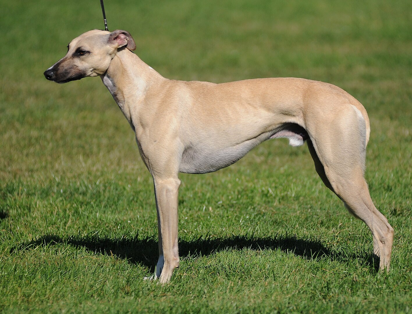 Whippet