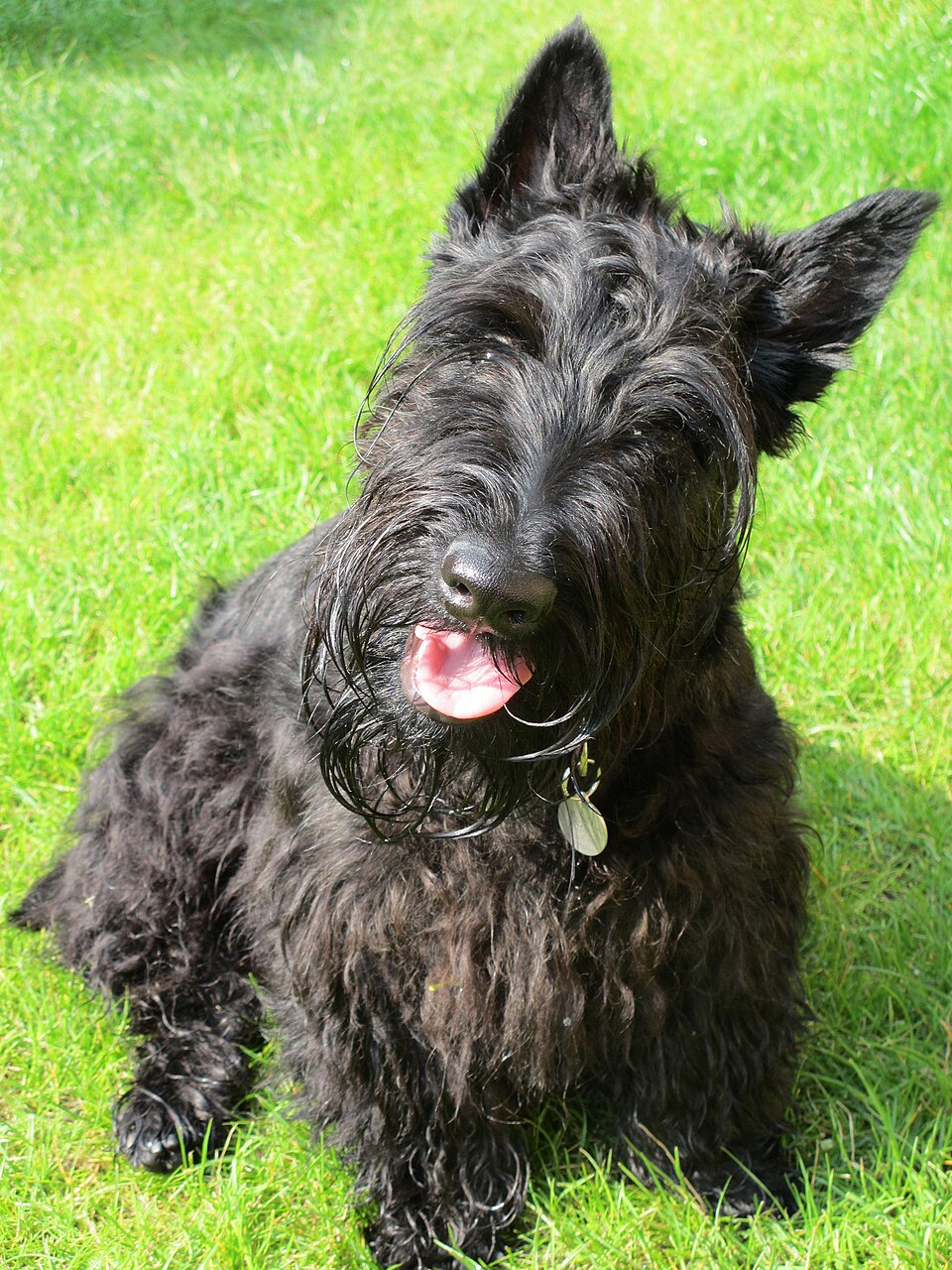 Scottish Terrier dog