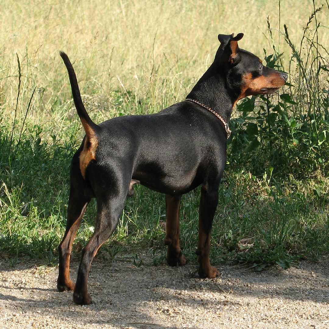 Miniature Pinscher dog