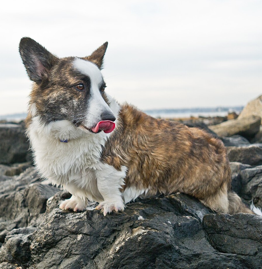 Cardigan Welsh Corgi dog