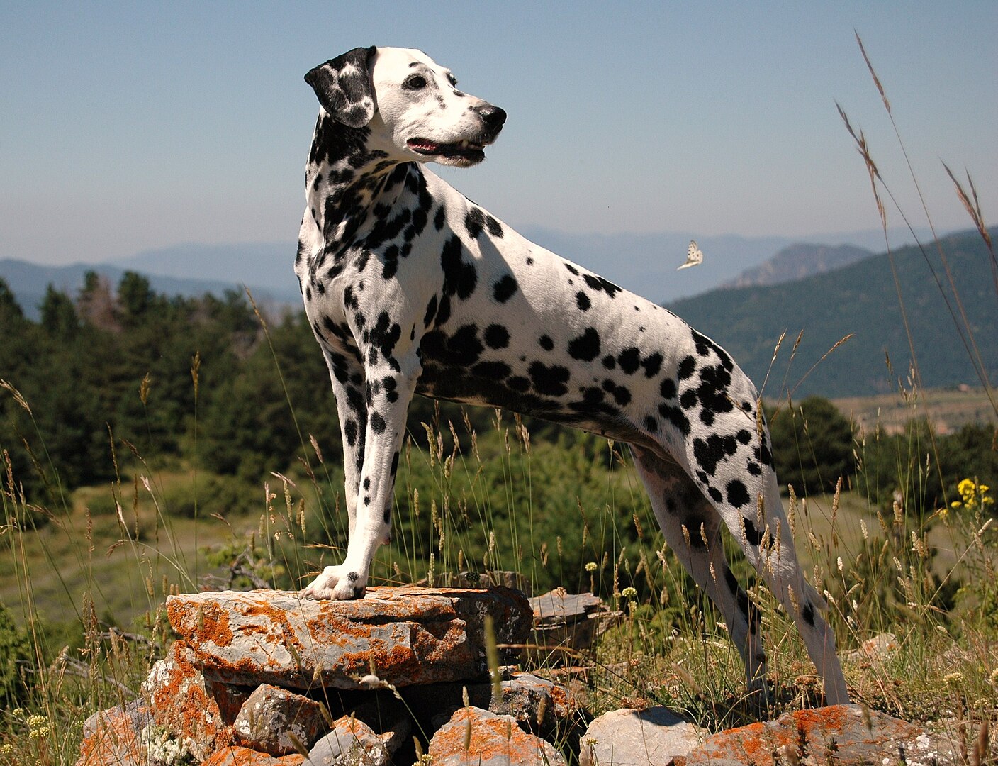 Dalmatian
