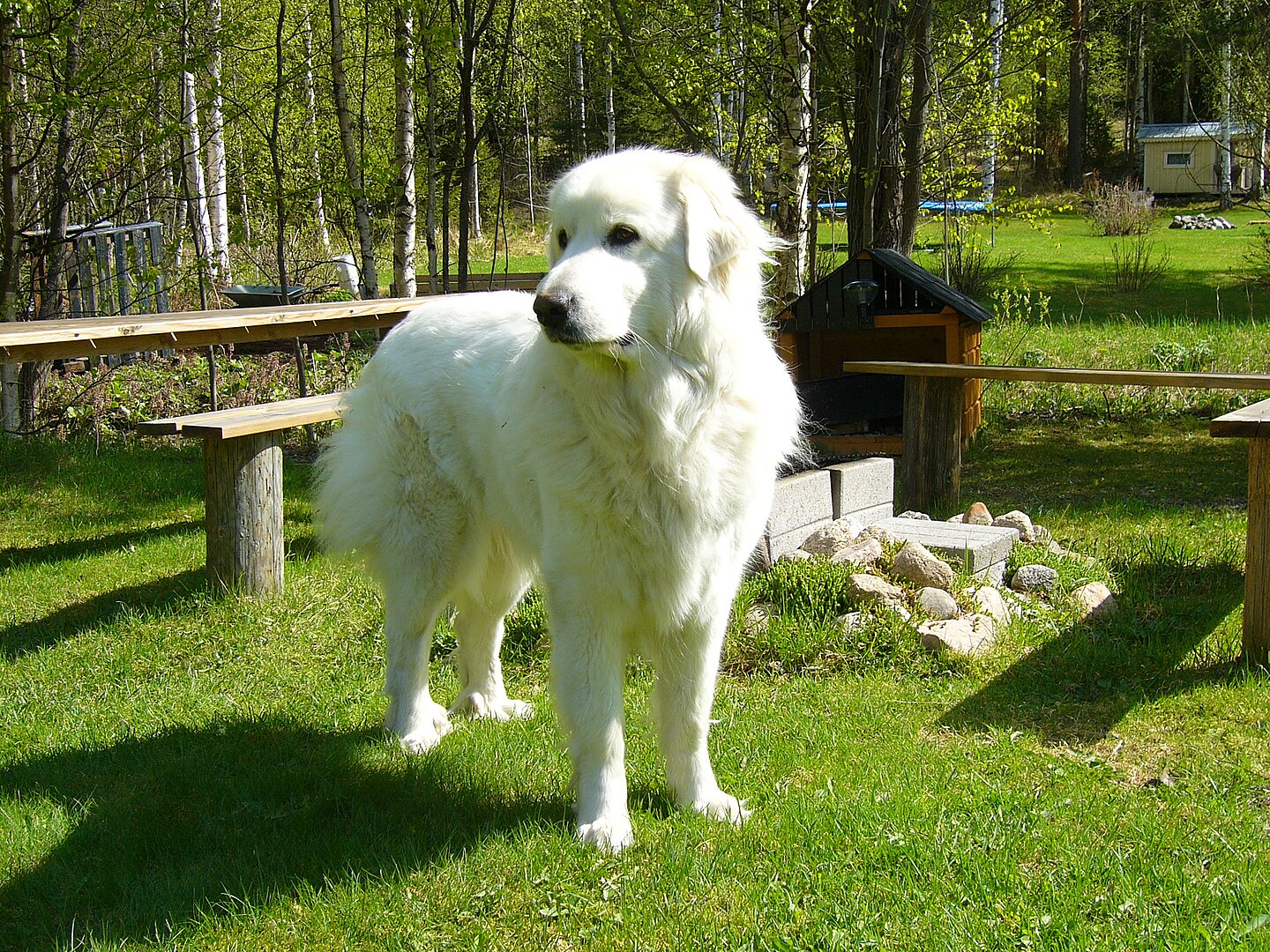 Great Pyrenees dog