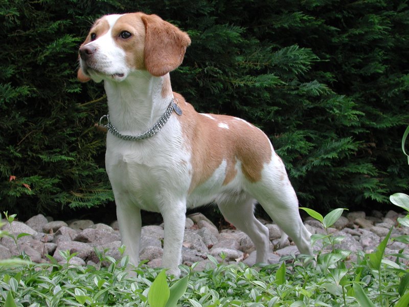 Beagle dog