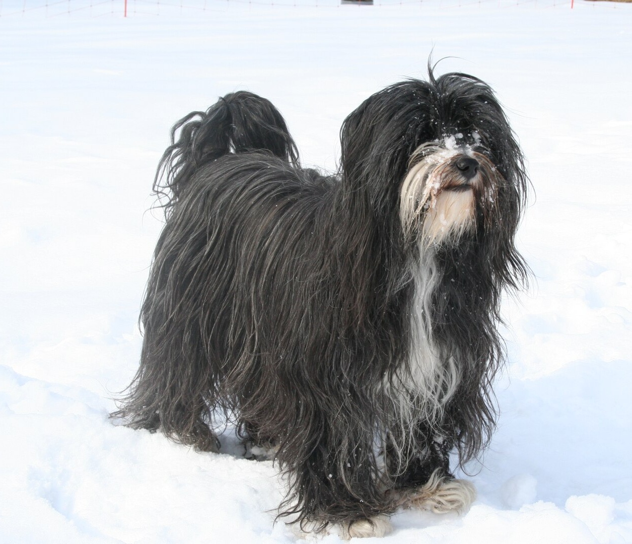 Tibetan Terrier dog