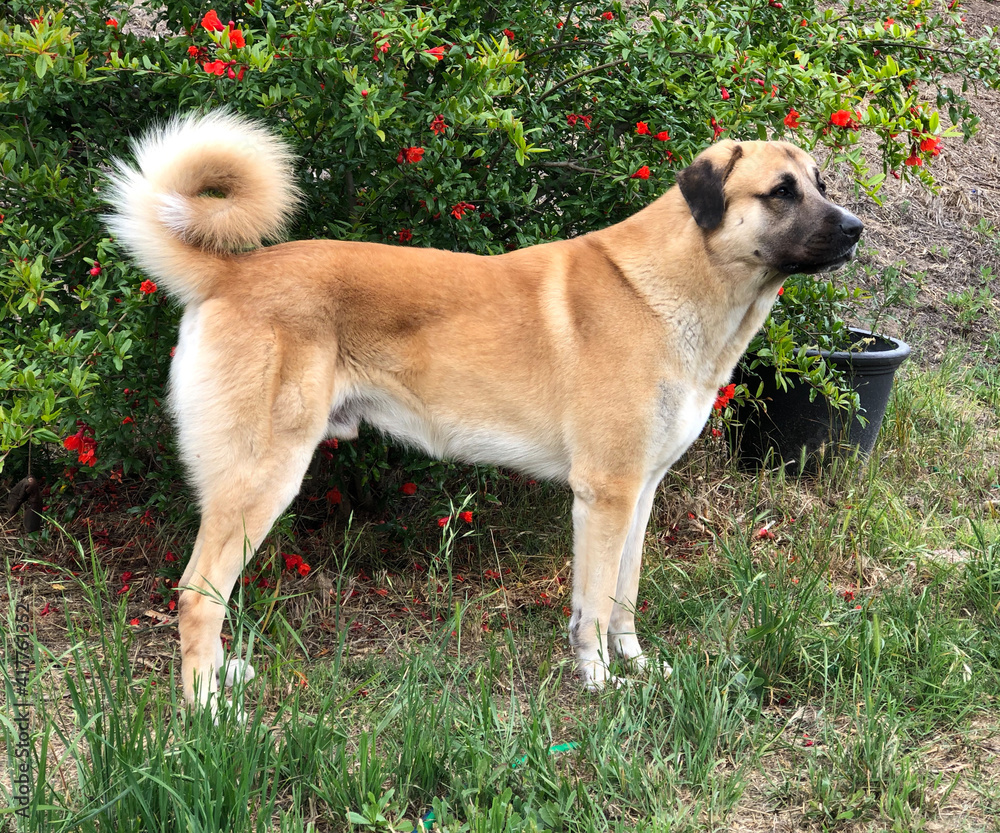 Anatolian Shepherd Dog dog