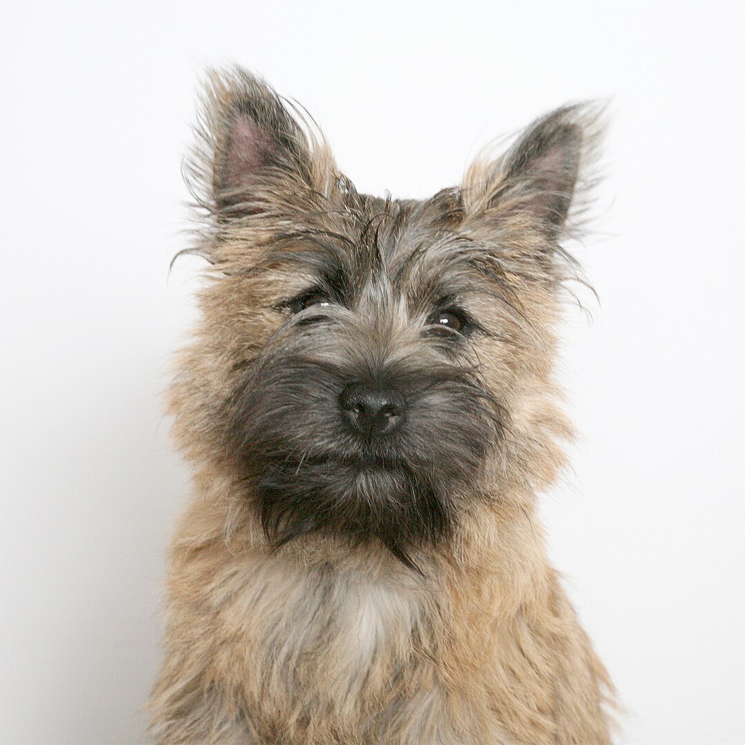 Cairn Terrier dog