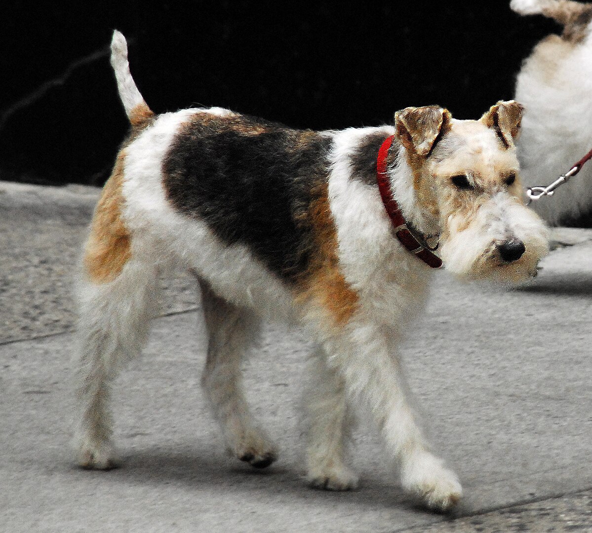 Wire Fox Terrier dog