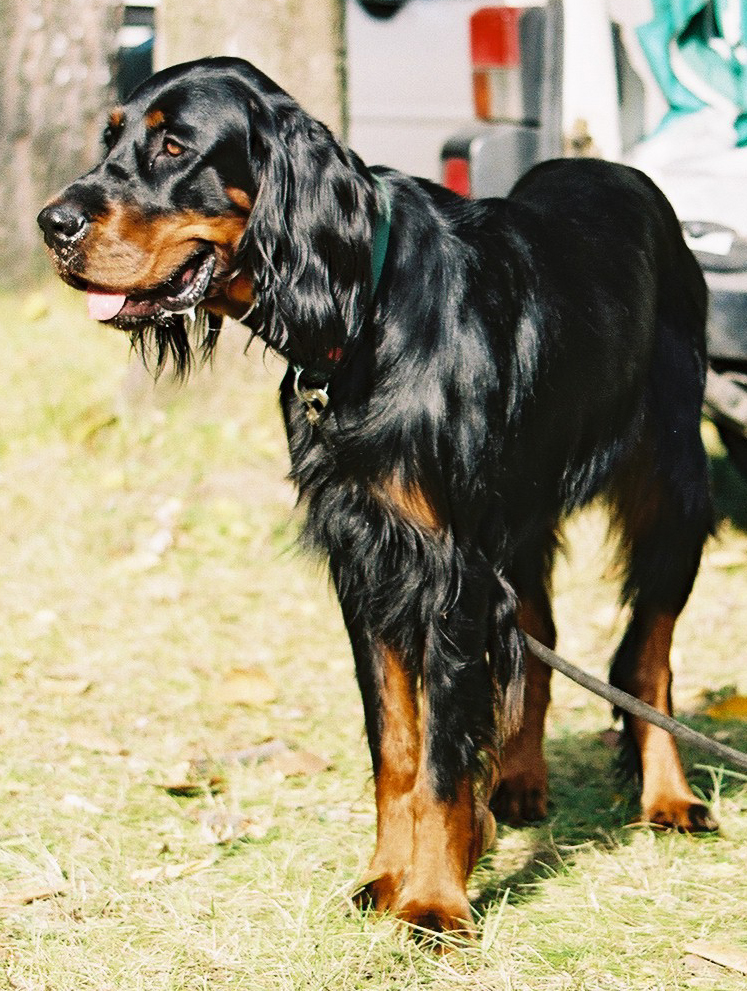 Gordon Setter dog
