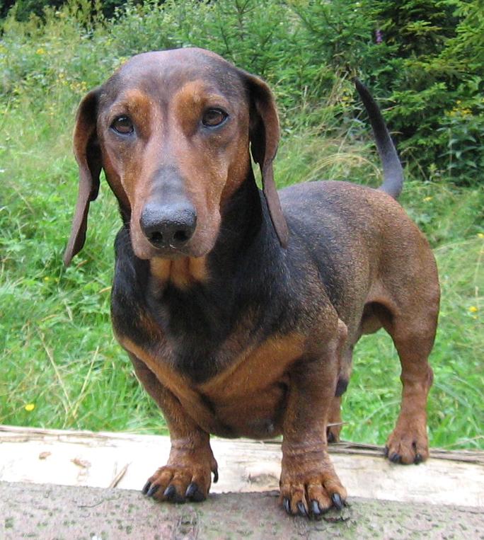 Dachshund dog