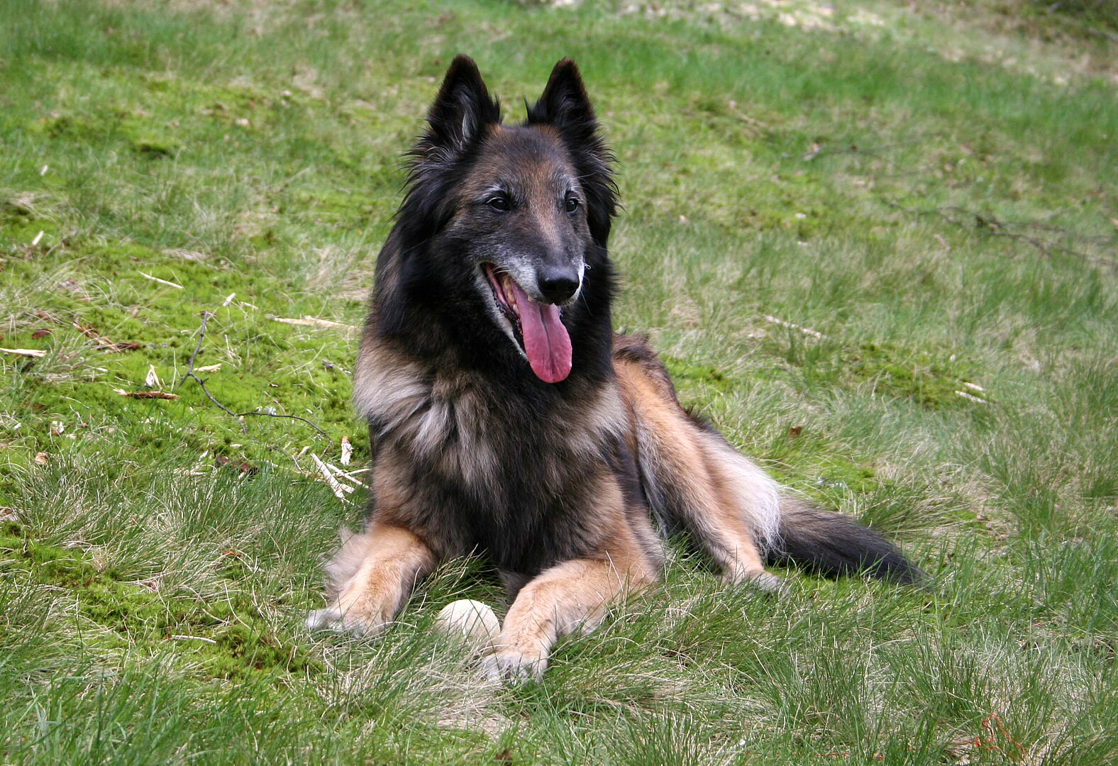 Belgian Tervuren dog