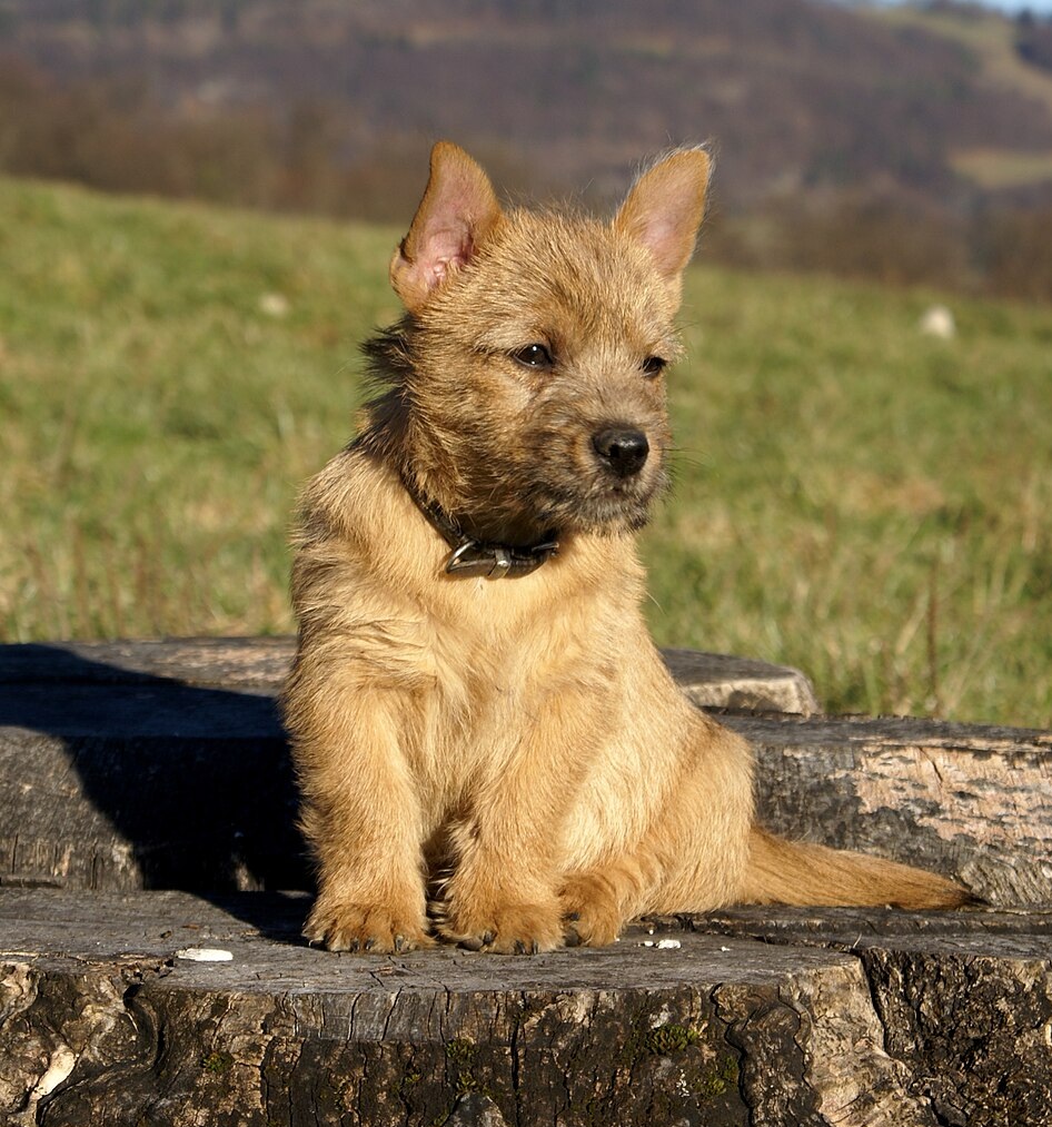 Norwich Terrier