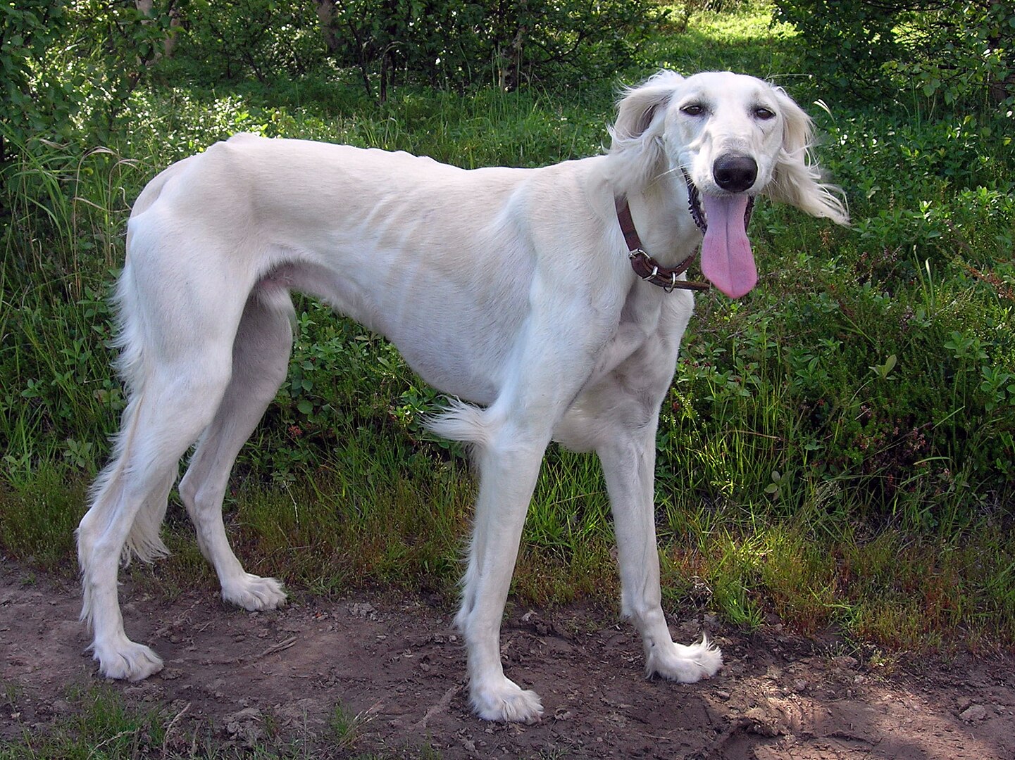Saluki dog