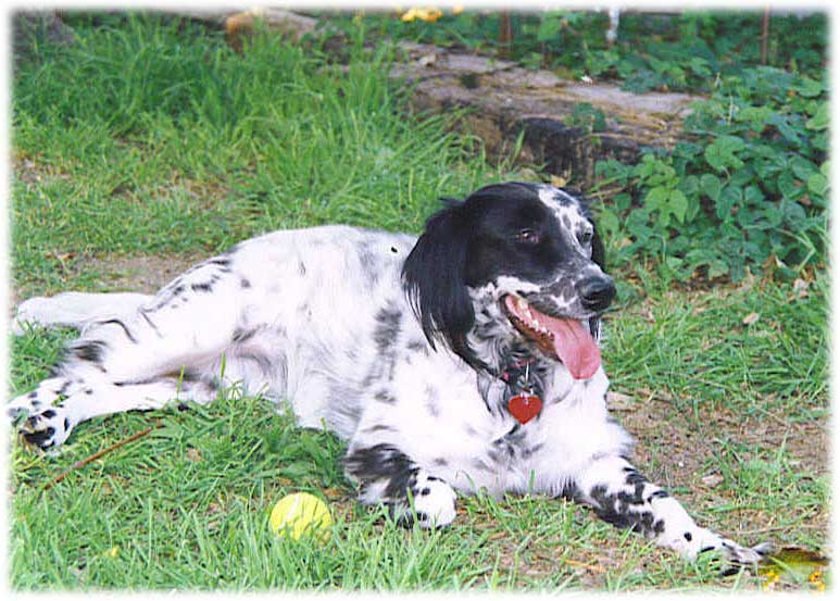 English Setter dog