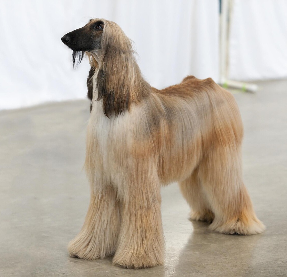 Afghan Hound