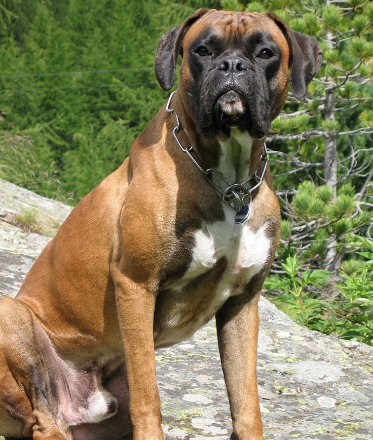 Boxer dog