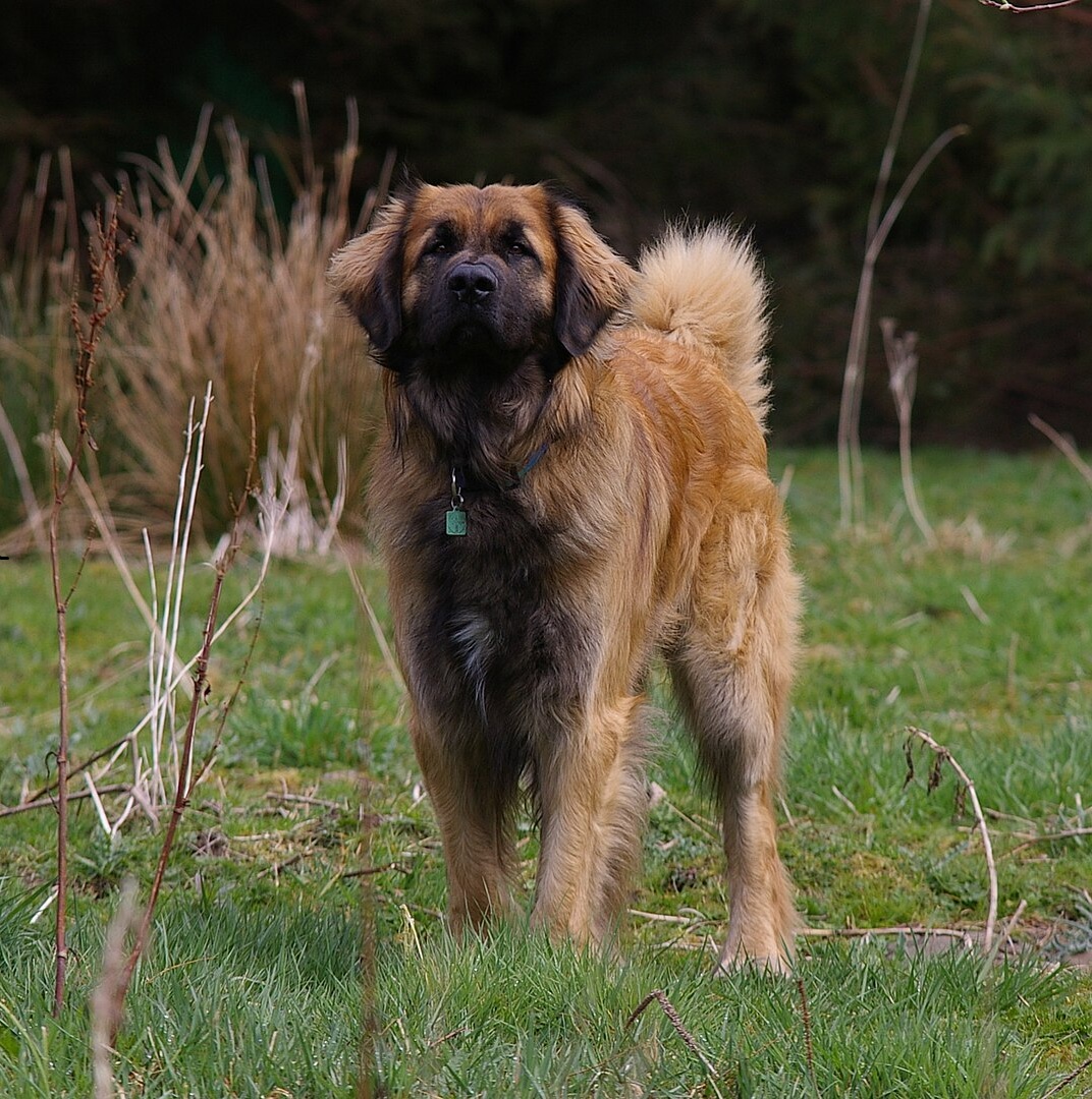 Leonberger dog